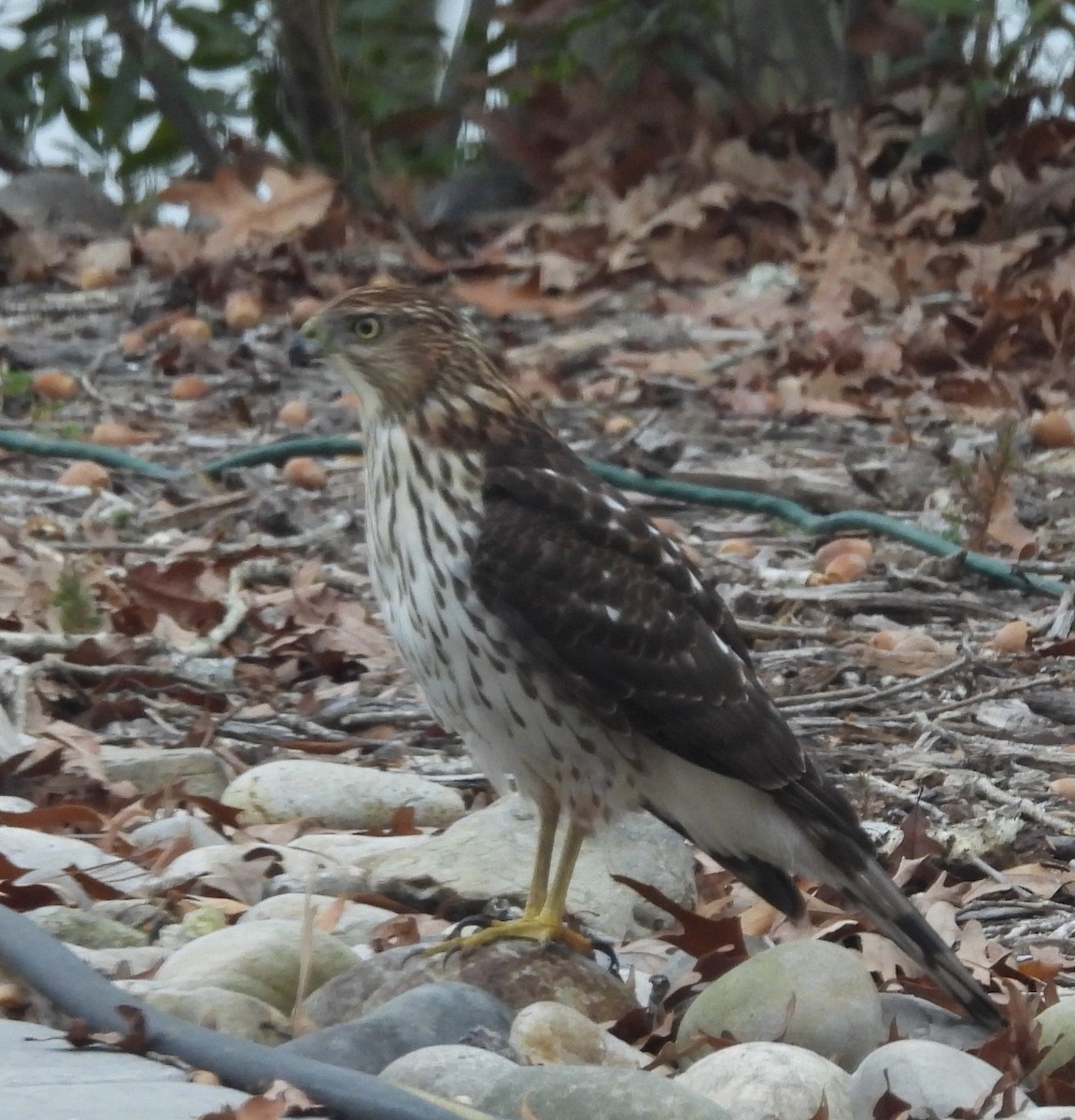 Cooper's Hawk - ML646145916