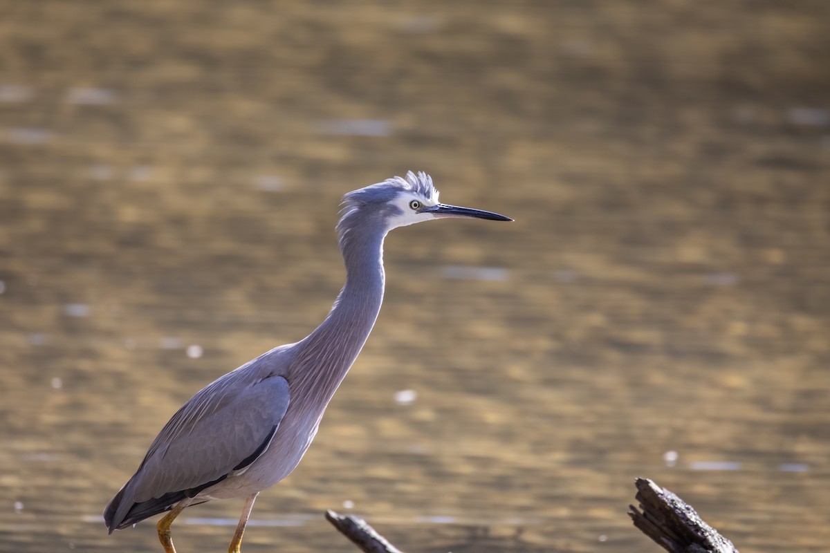 White-faced Heron - ML646145926
