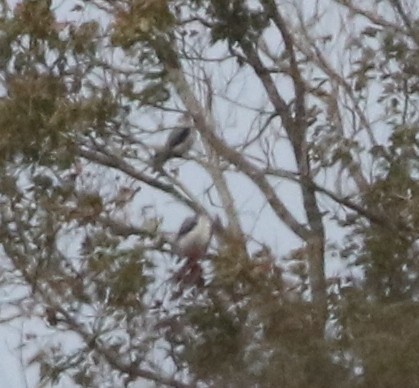 White-tailed Kite - ML646145930