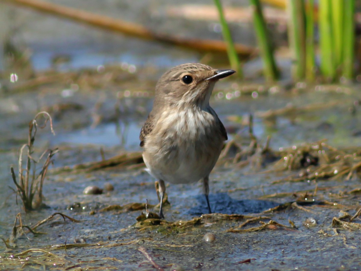 Spotted Flycatcher - ML646145931