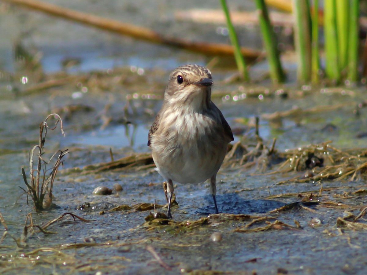 Spotted Flycatcher - ML646145932