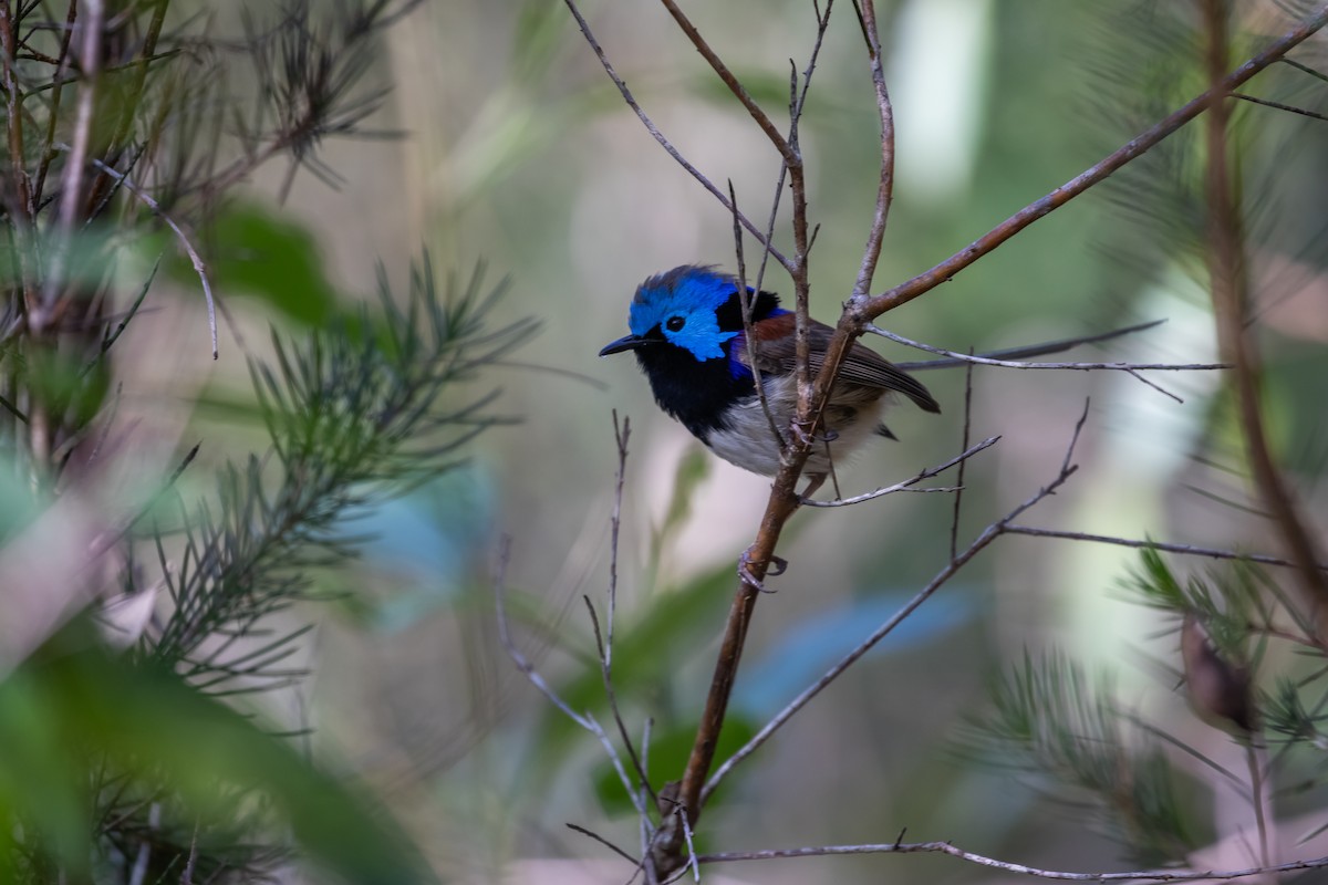 Variegated Fairywren - ML646145937