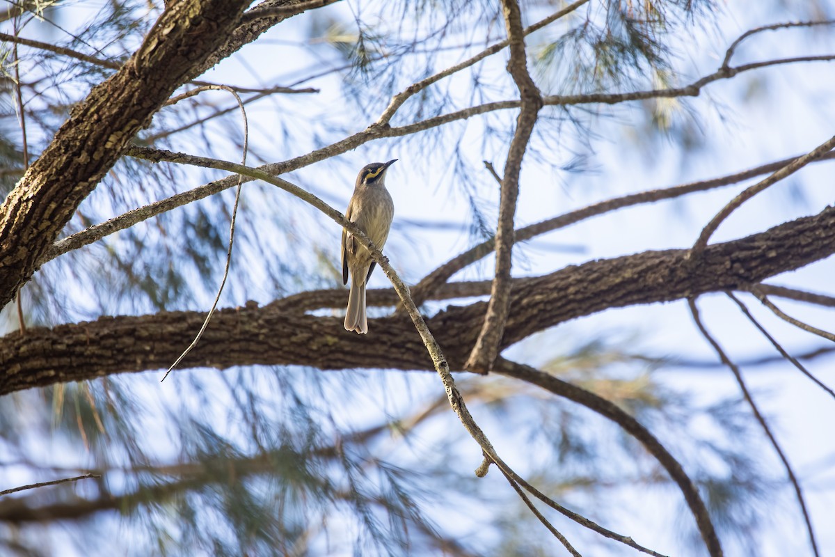 Yellow-faced Honeyeater - ML646145942