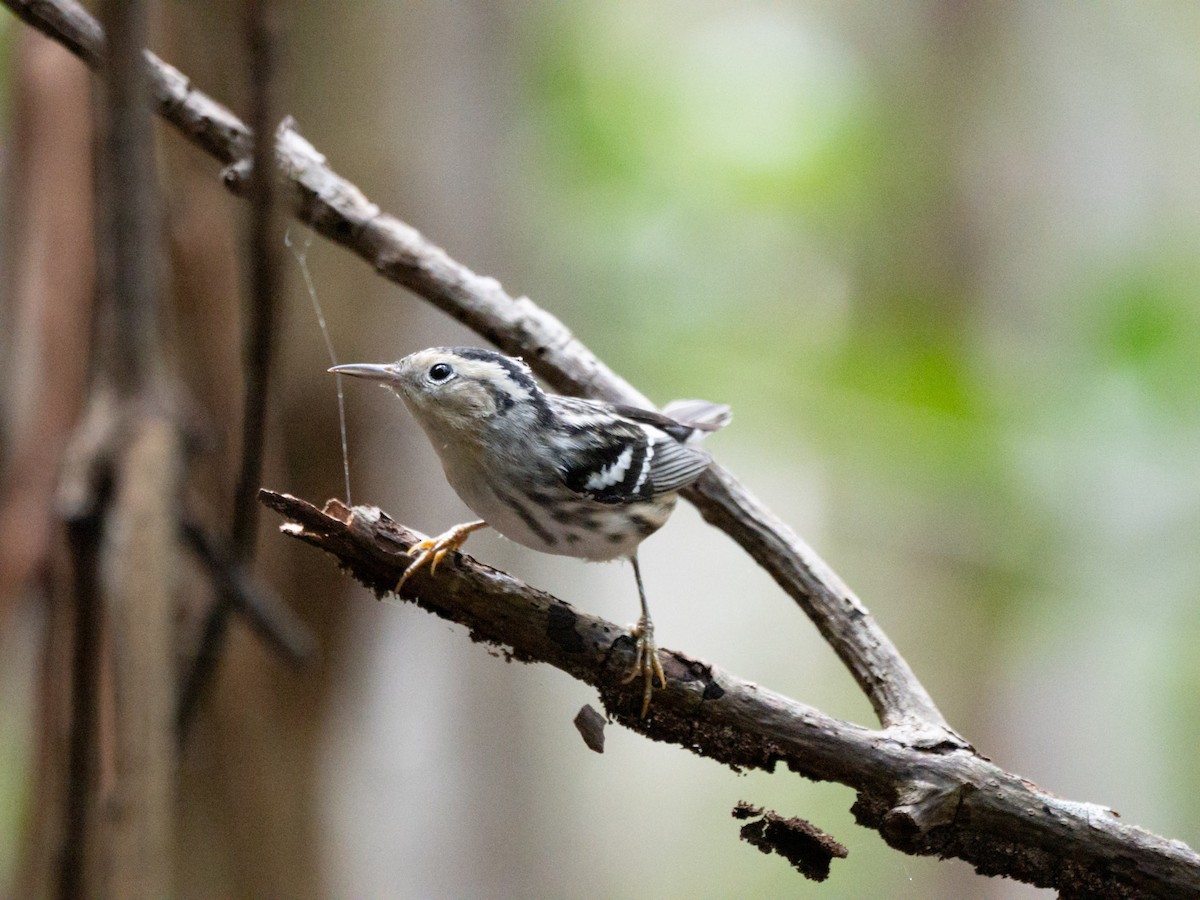 Black-and-white Warbler - ML646145945