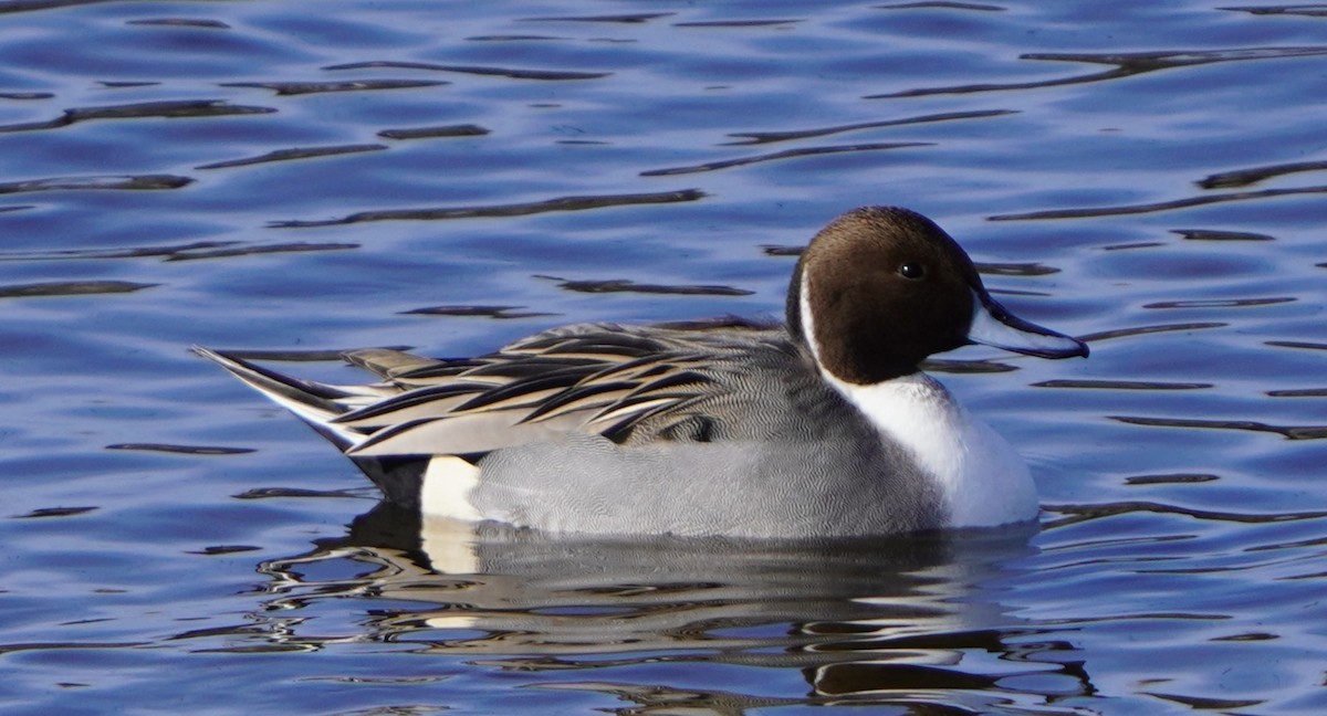 Codone - ML646145951