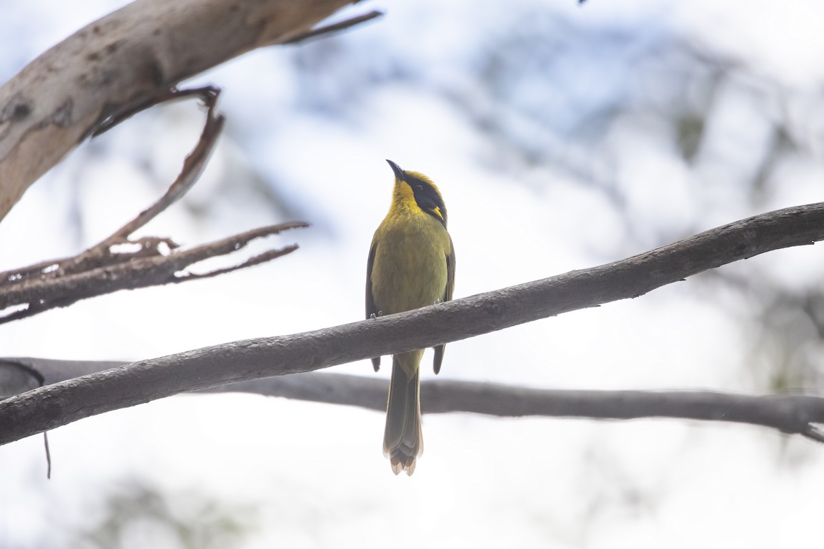 Yellow-tufted Honeyeater - ML646145952