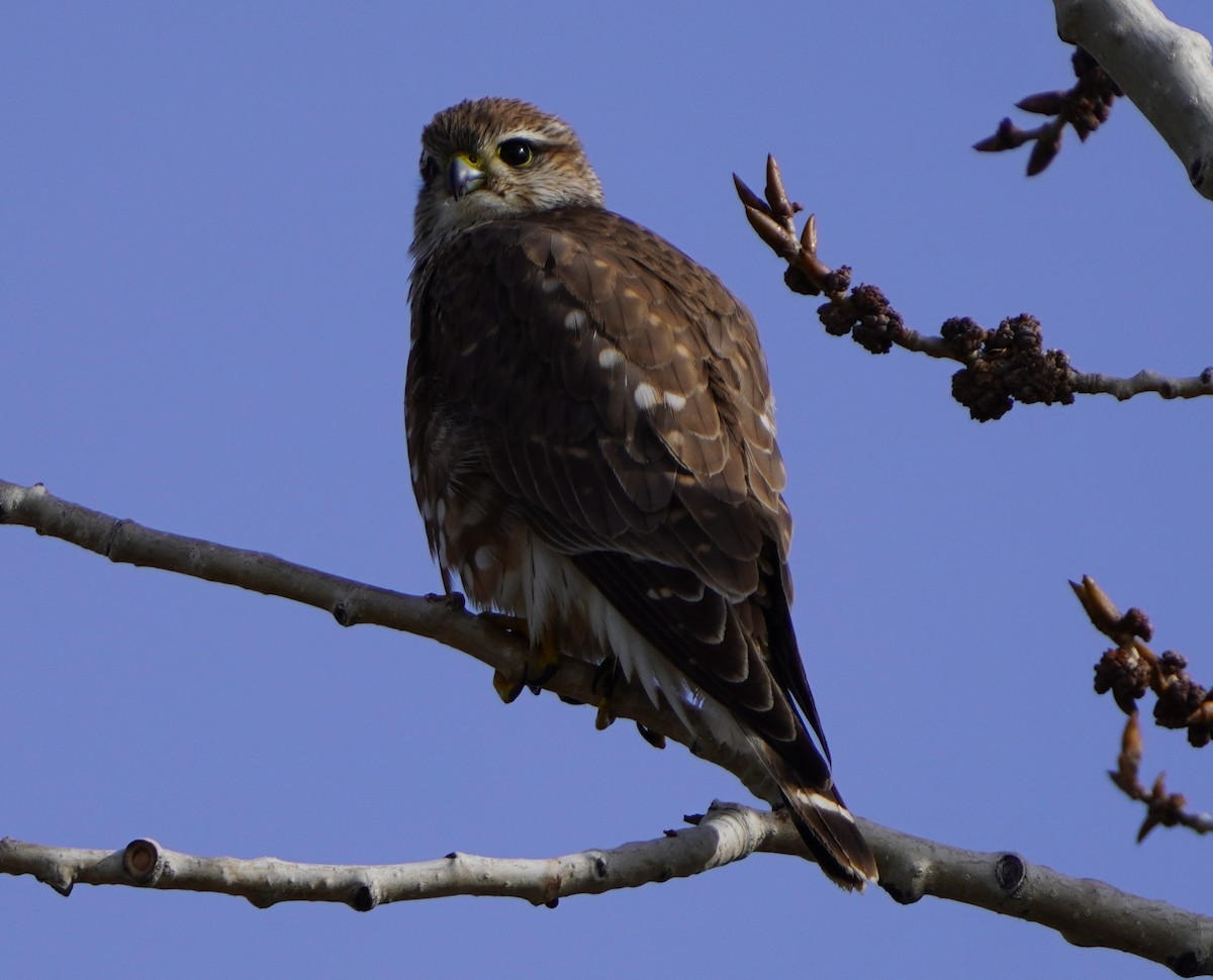 Merlin (Prairie) - ML646145958