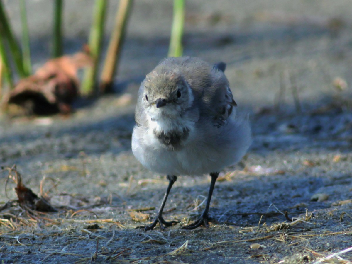 White Wagtail - ML646145962