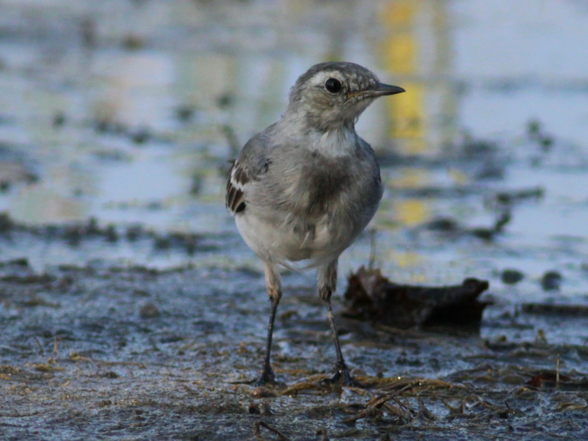 White Wagtail - ML646145963