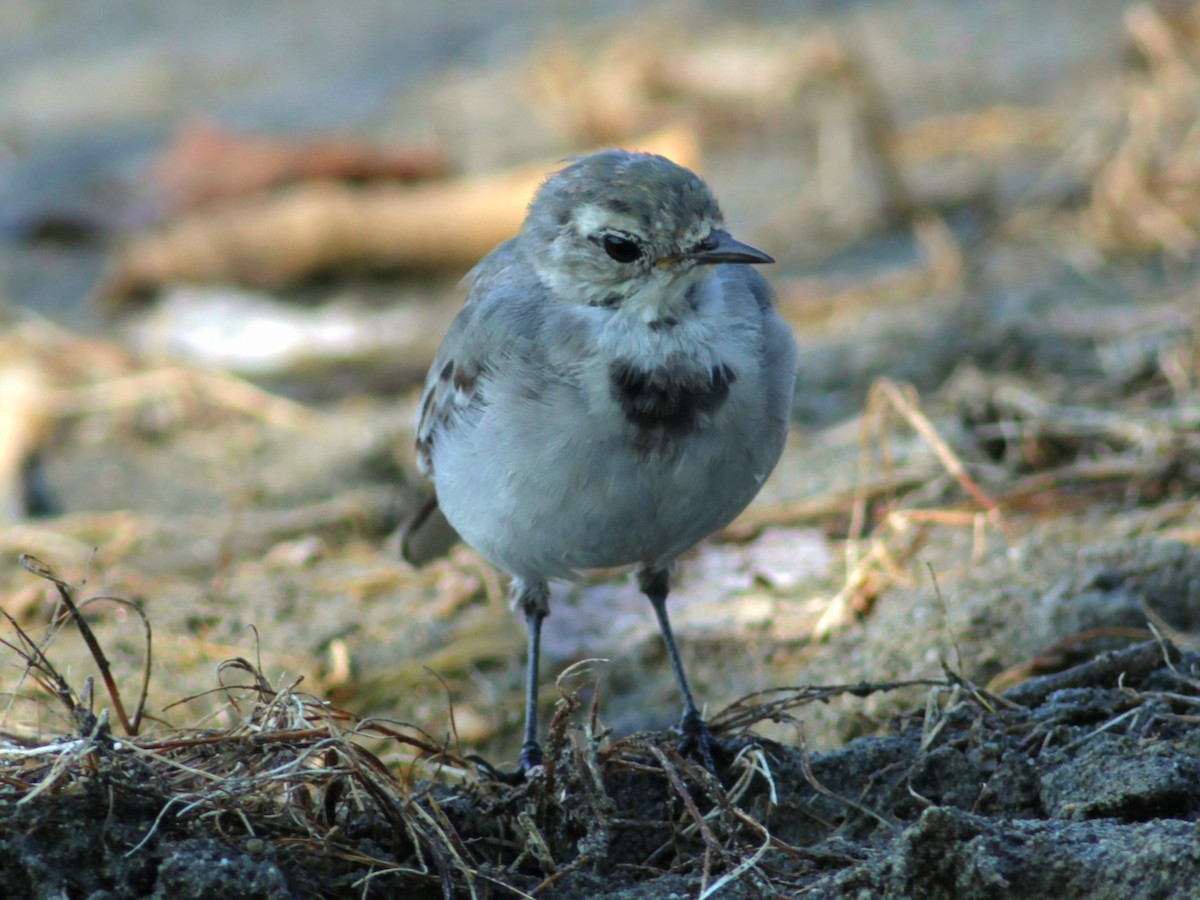 White Wagtail - ML646145964