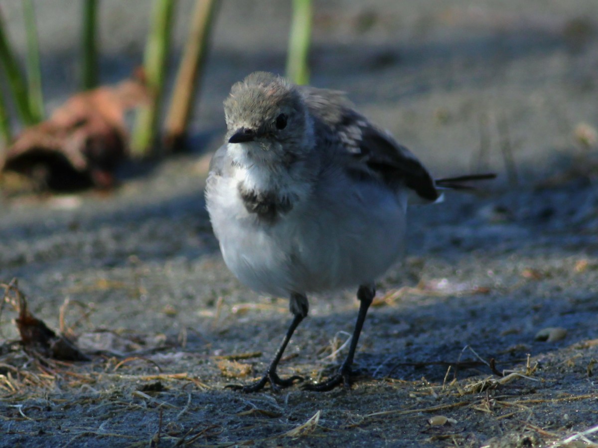 White Wagtail - ML646145965