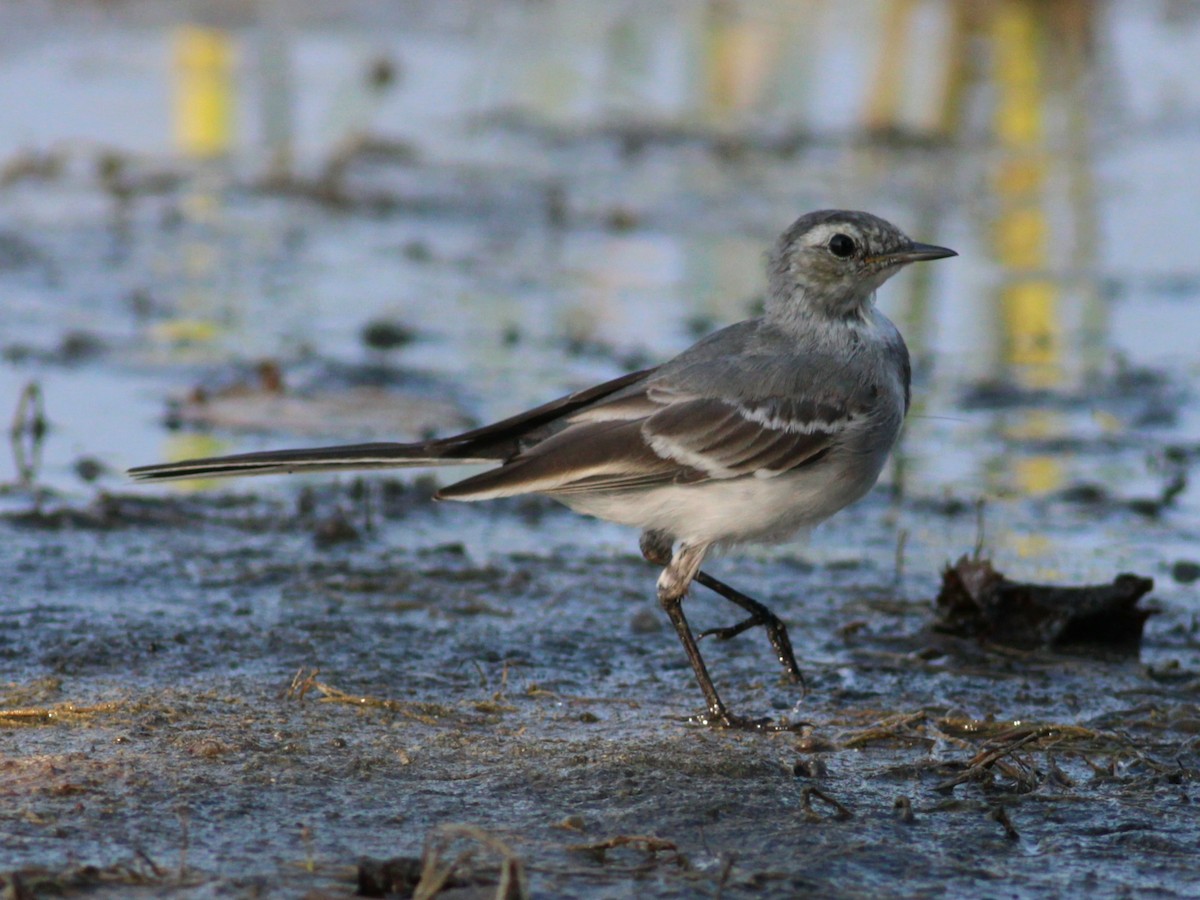 White Wagtail - ML646145966