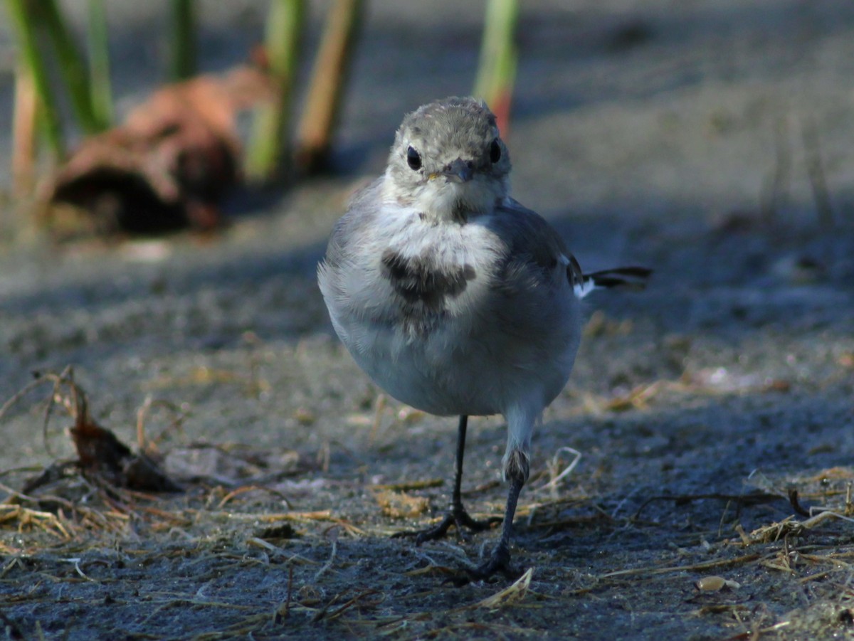 White Wagtail - ML646145967