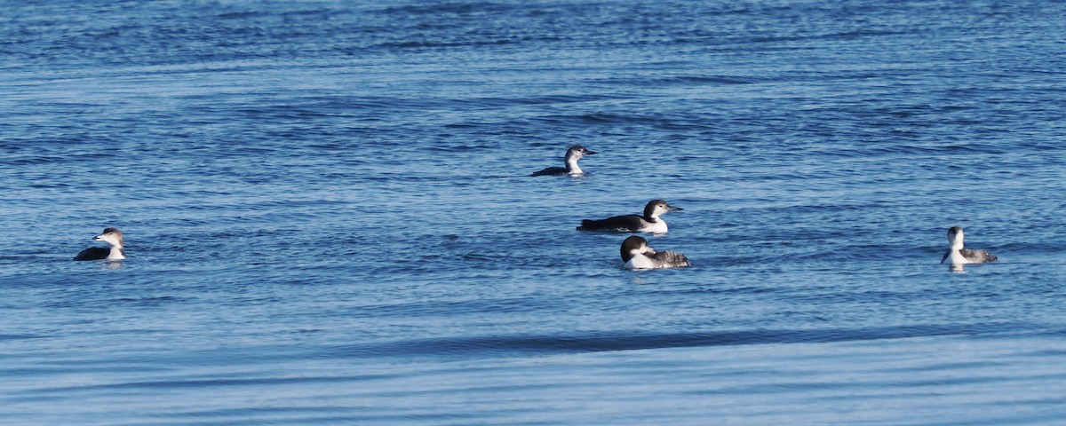 Common Loon - ML646145968