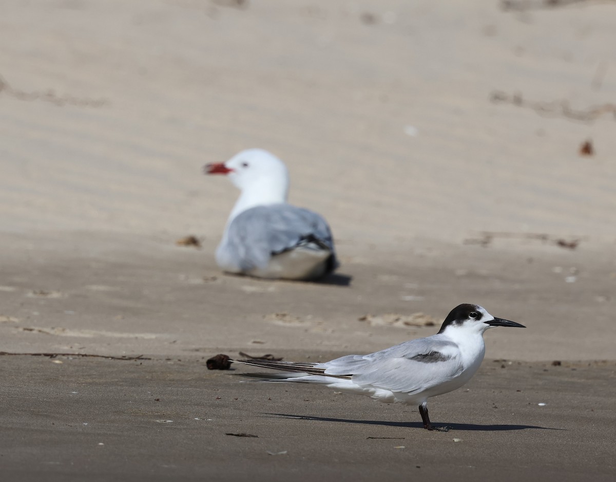 Common Tern - ML646145972