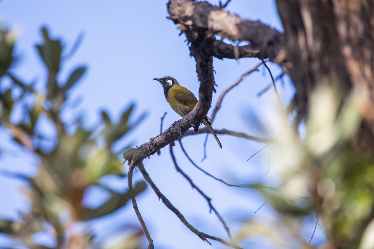White-eared Honeyeater - ML646145973