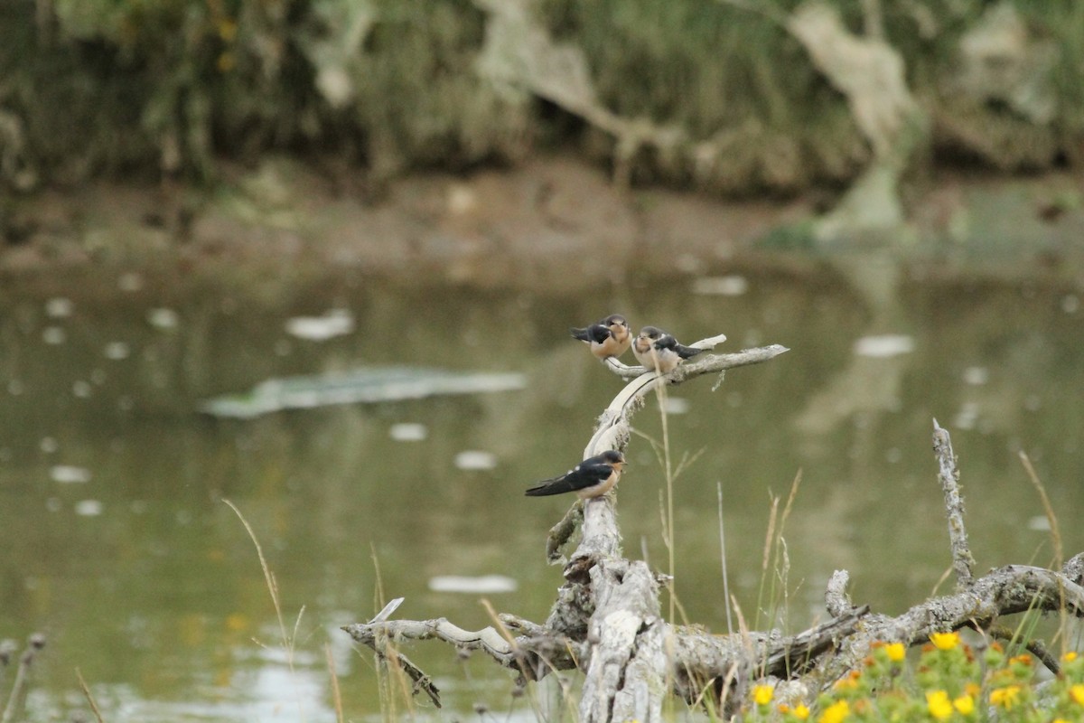 Ластівка сільська - ML646145980