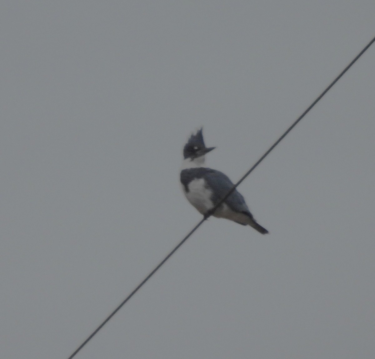 Belted Kingfisher - ML646145992