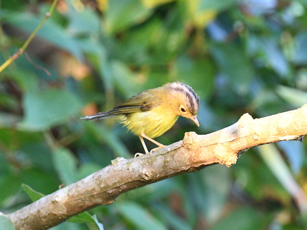 Alström-Laubsänger - ML646145995