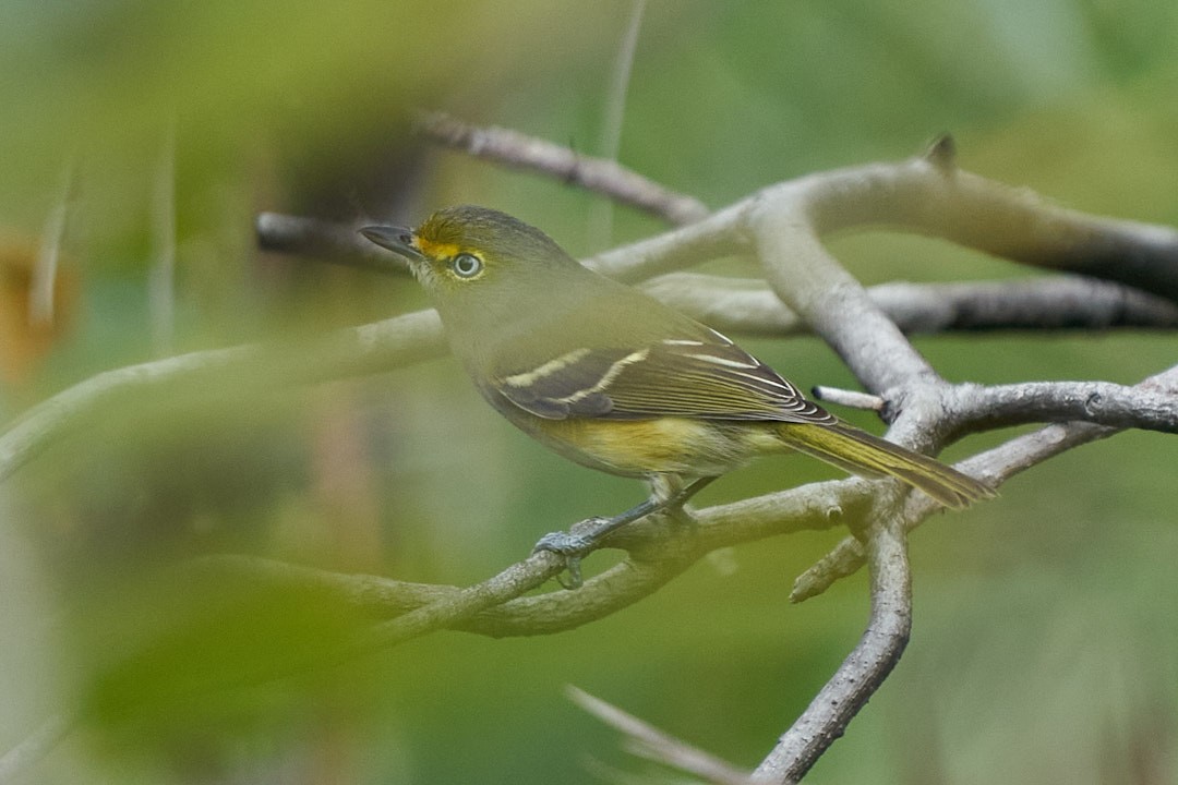 White-eyed Vireo - ML646145997