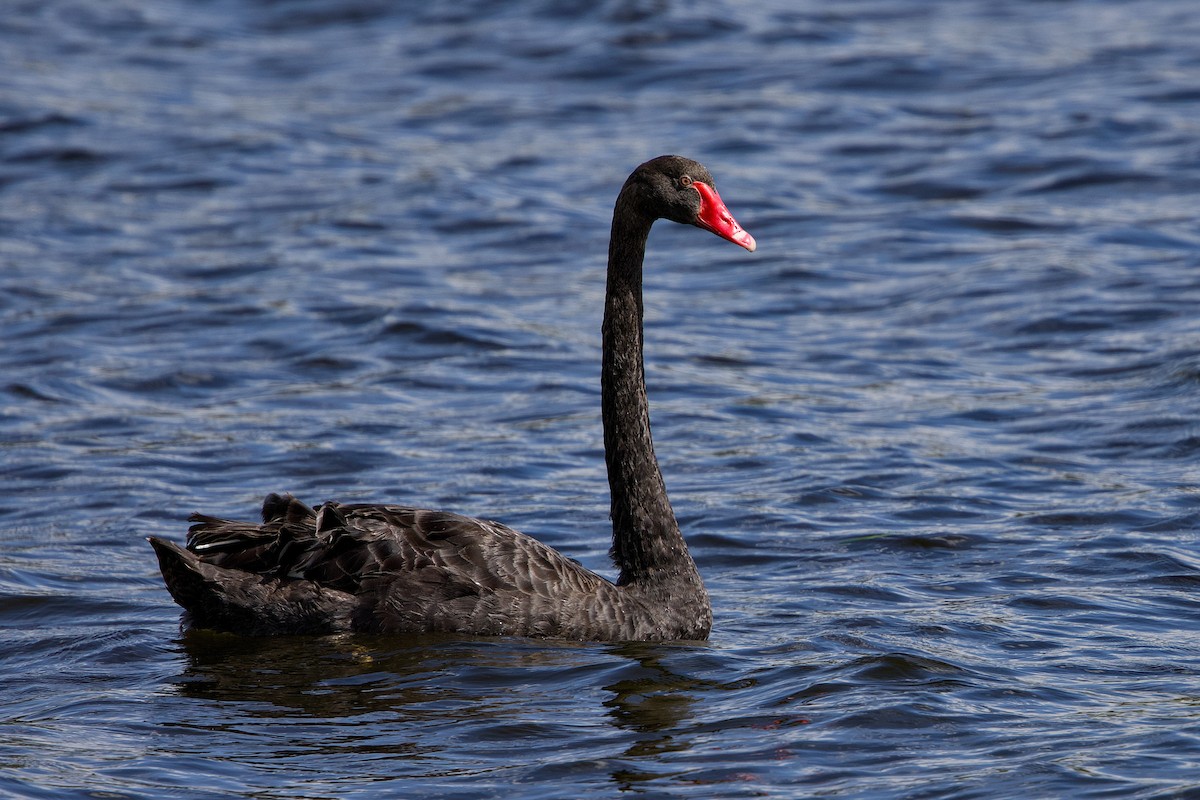 Schwarzschwan - ML646146002