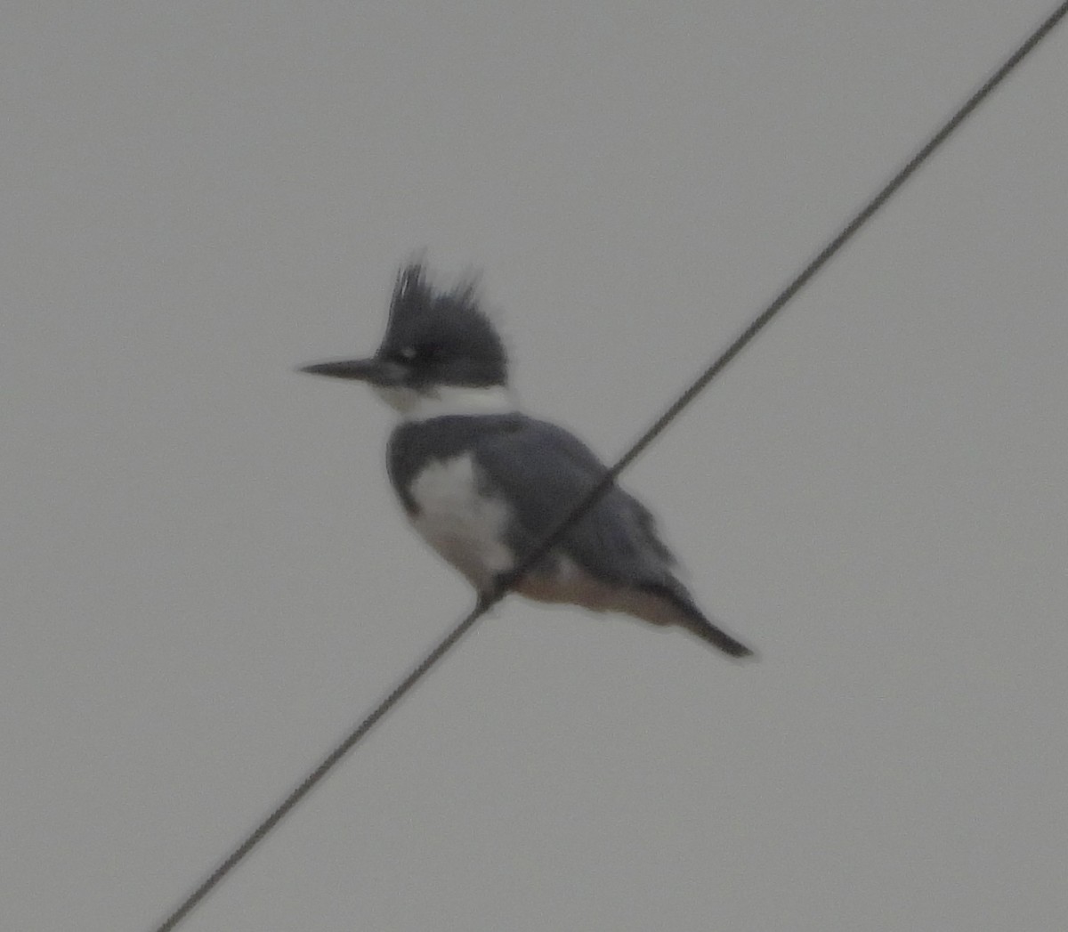 Belted Kingfisher - ML646146003