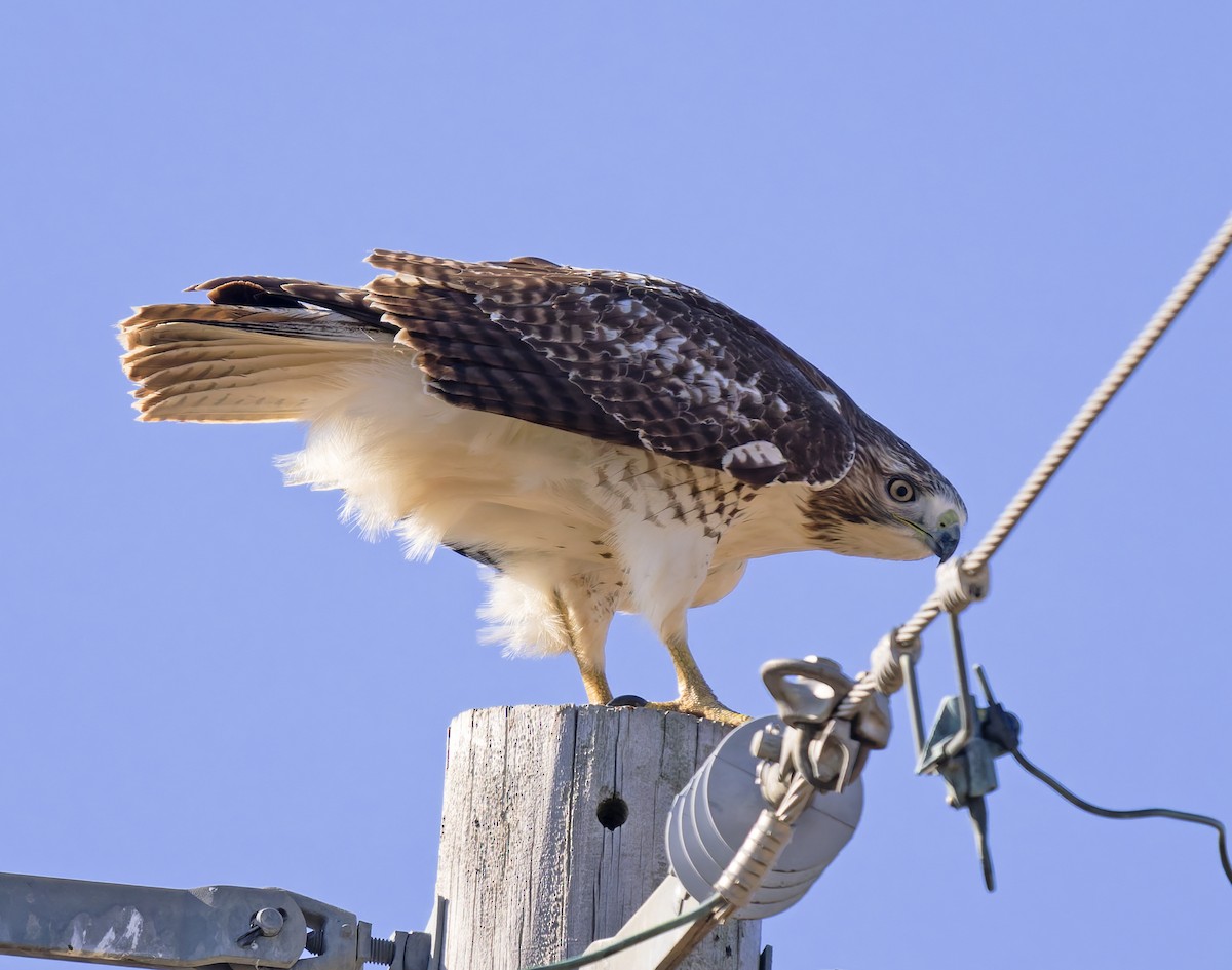 Rotschwanzbussard (borealis) - ML646146005