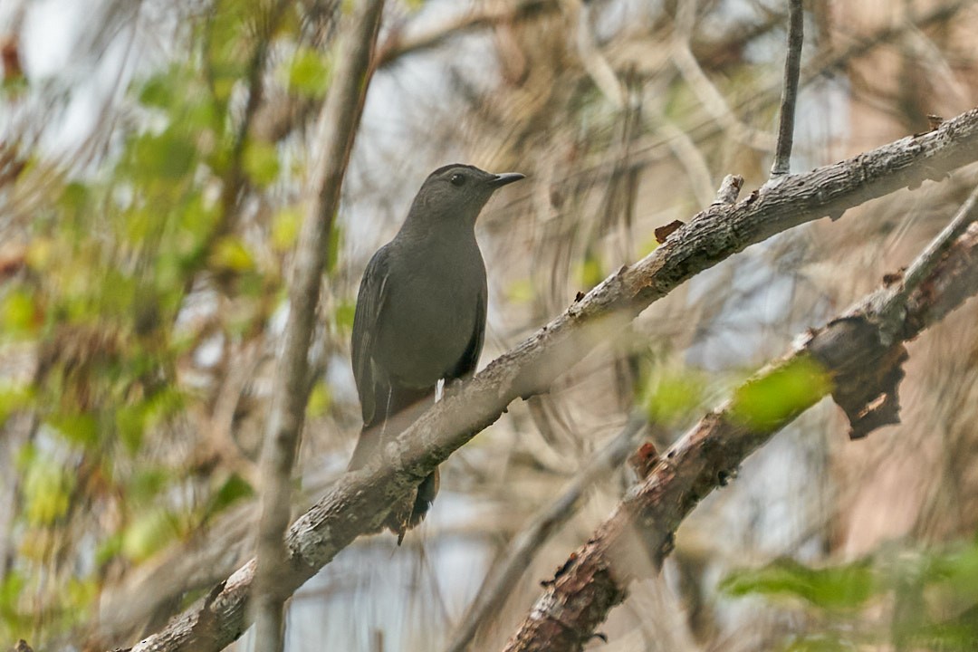 Gray Catbird - ML646146006