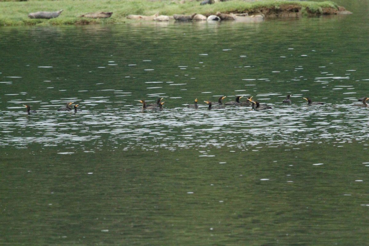 Ohrenscharbe - ML646146009