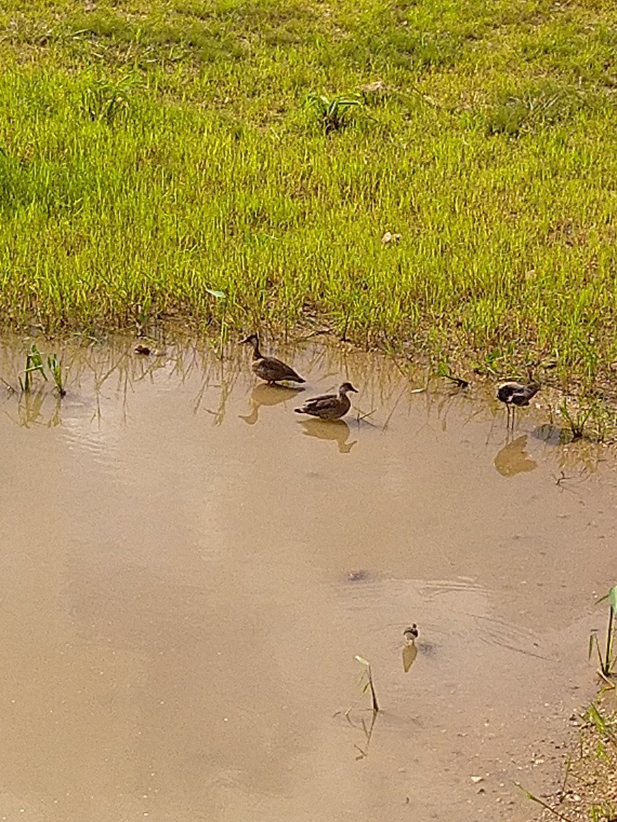 Rotschnabel-Pfeifgans - ML646146010