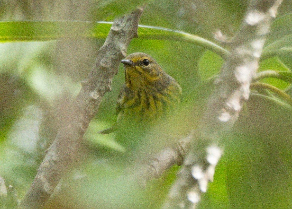 Tigerwaldsänger - ML646146012