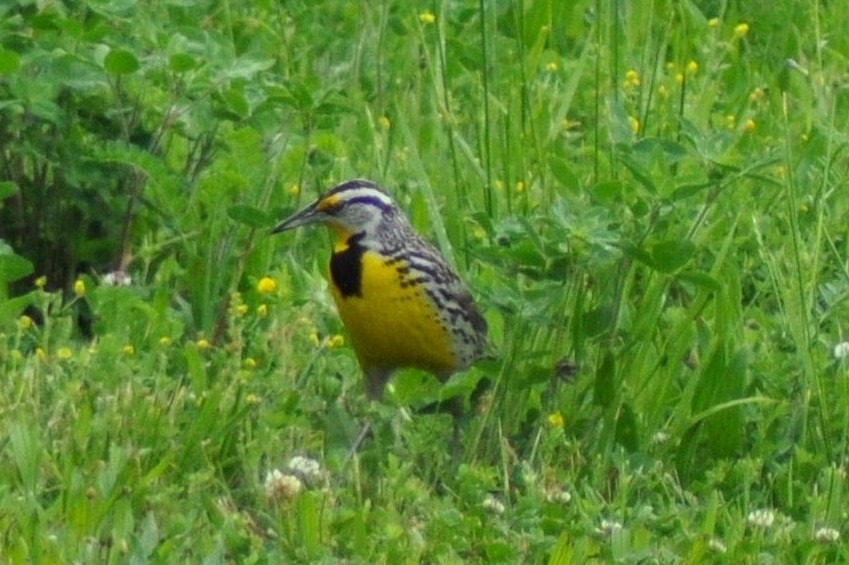 Lerchenstärling - ML646146013