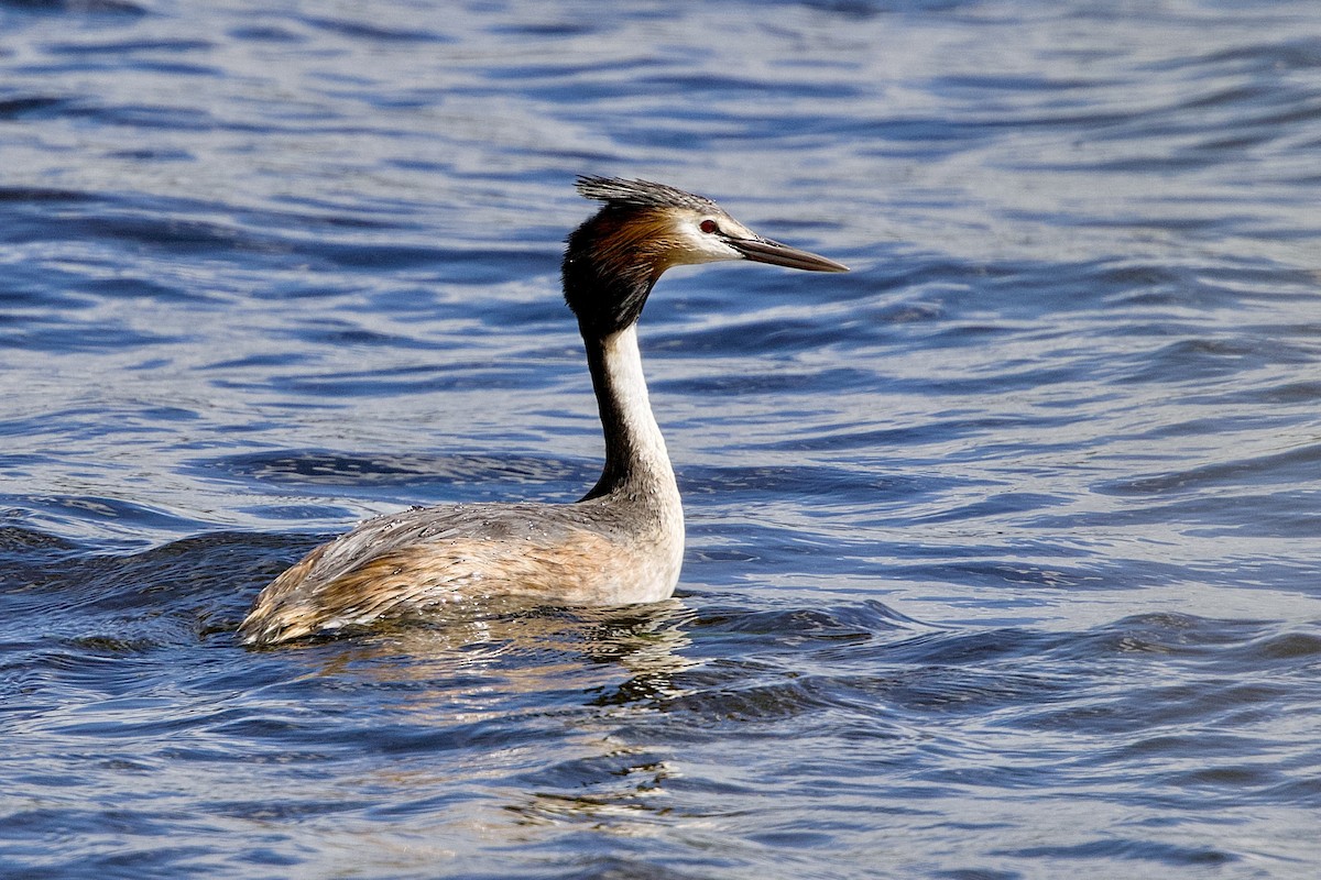 Haubentaucher - ML646146014