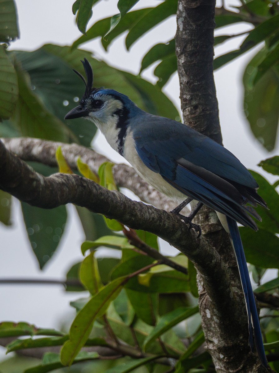 Weißkehl-Elsternhäher - ML646146015