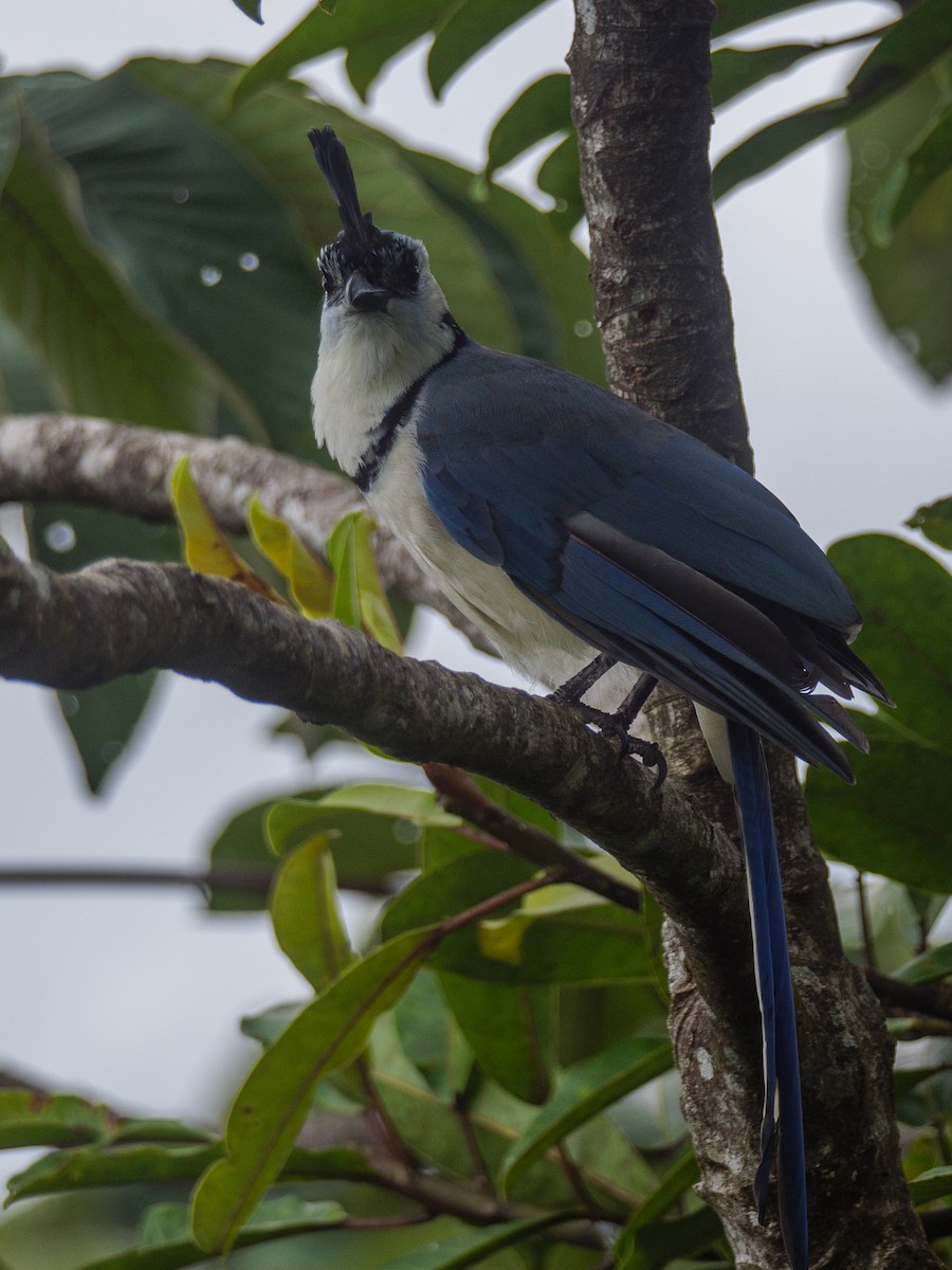 Weißkehl-Elsternhäher - ML646146016