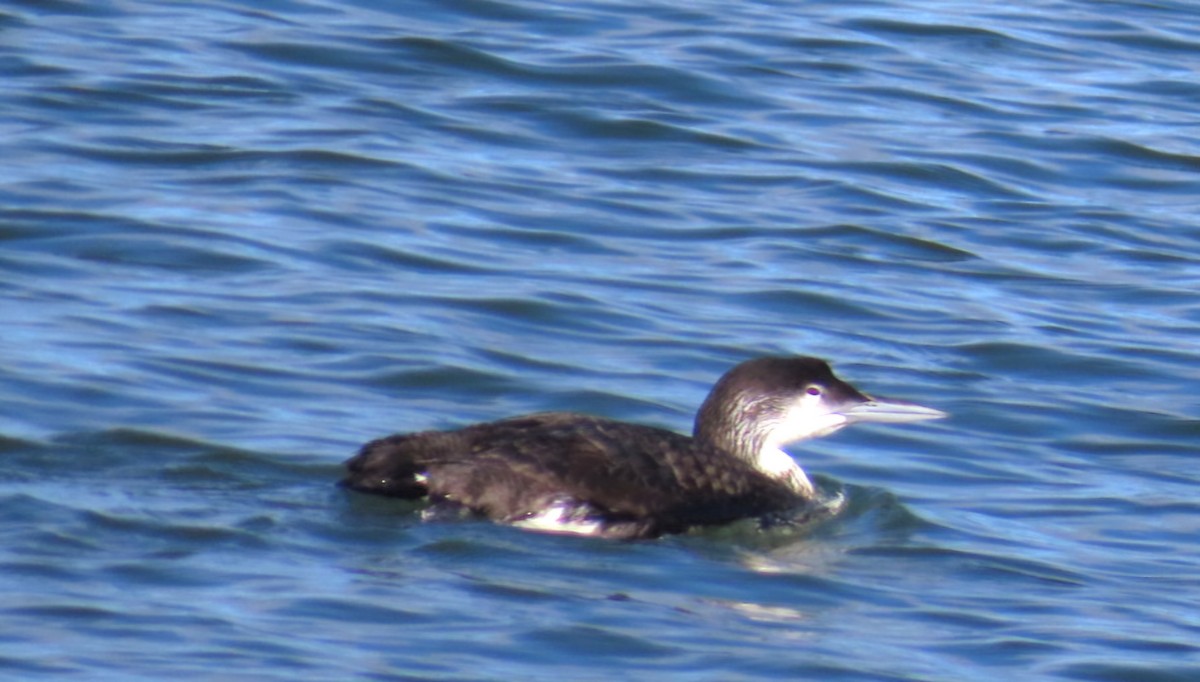 Eistaucher - ML646146018