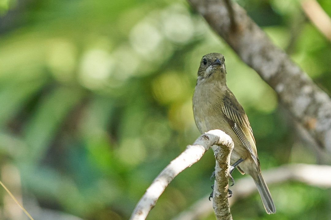 Kuba-Streifenkopftangare - ML646146019