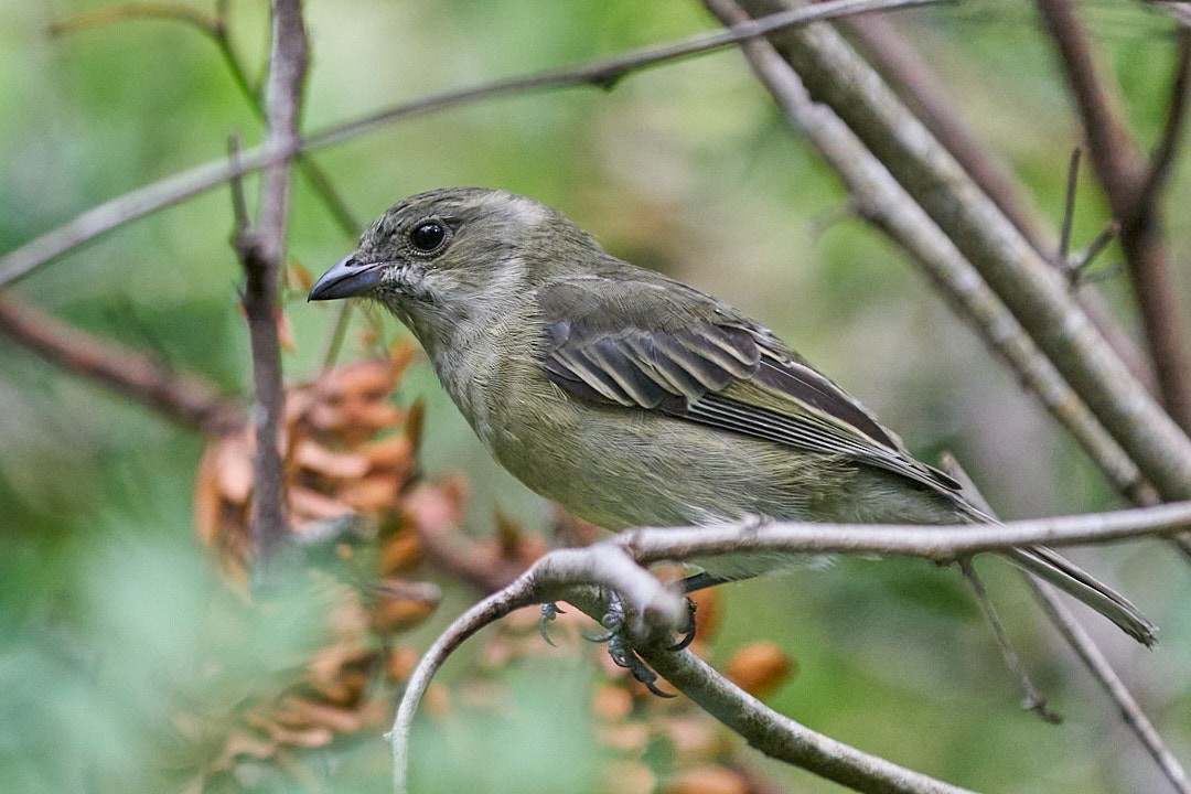 Kuba-Streifenkopftangare - ML646146020