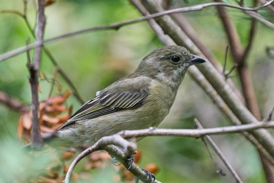 Kuba-Streifenkopftangare - ML646146021