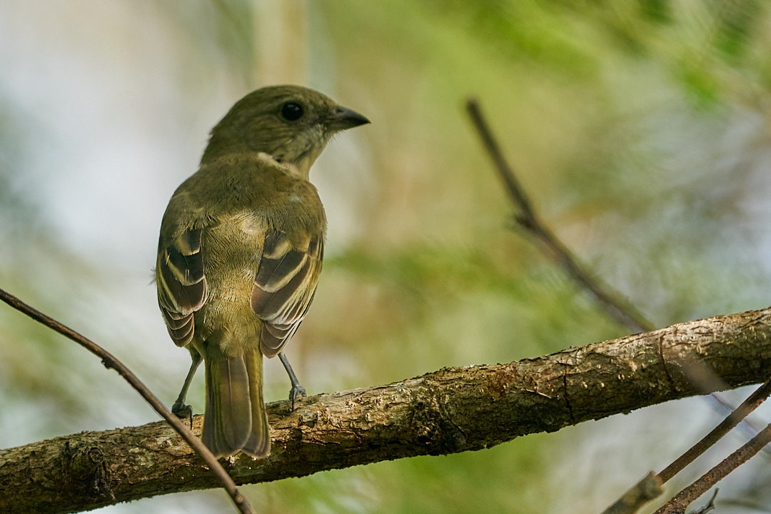 Kuba-Streifenkopftangare - ML646146022