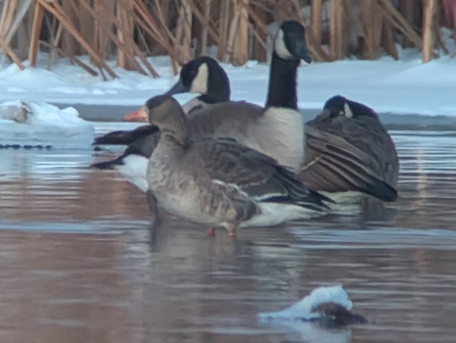 Greater White-fronted Goose - ML646146023