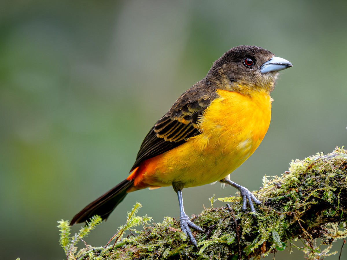 Feuerbürzeltangare - ML646146025