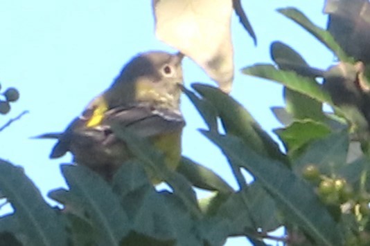 Magnolia Warbler - ML646146026