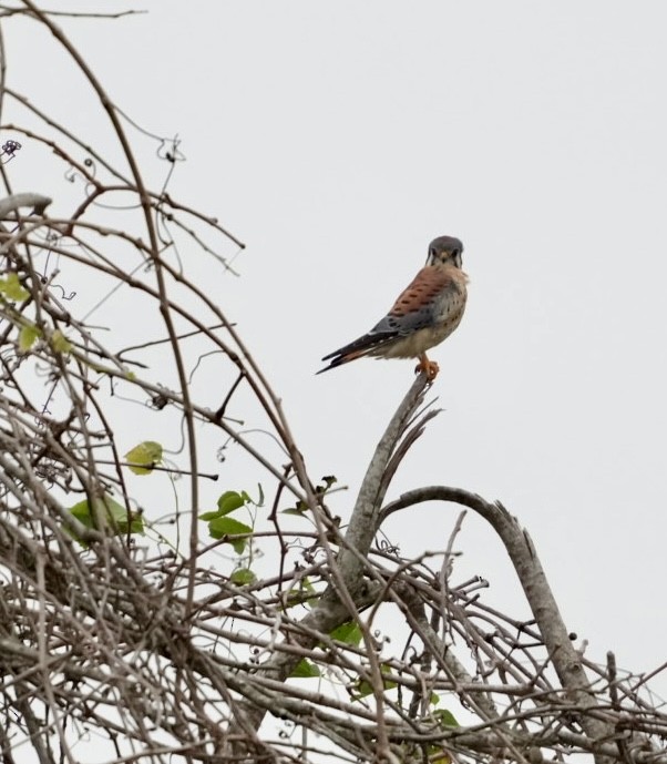 Buntfalke - ML646146027