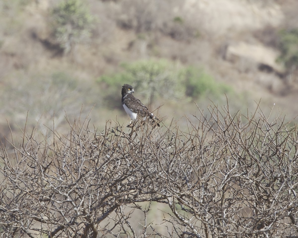 Schwarzbrust-Schlangenadler - ML646146028