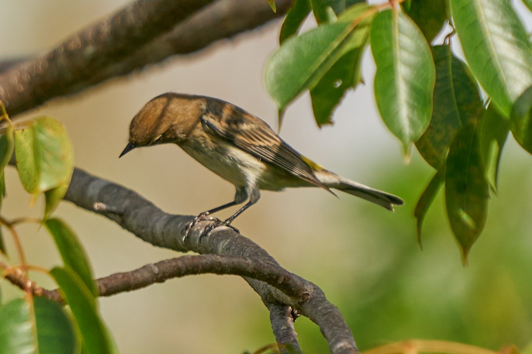 Kronenwaldsänger - ML646146029