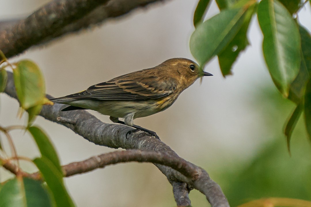 Kronenwaldsänger - ML646146031