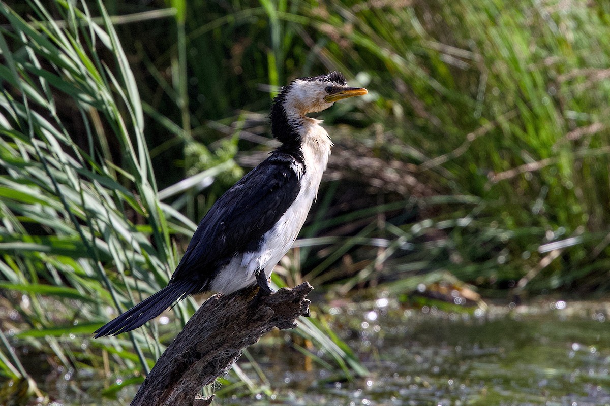 Little Pied Cormorant - ML646146032