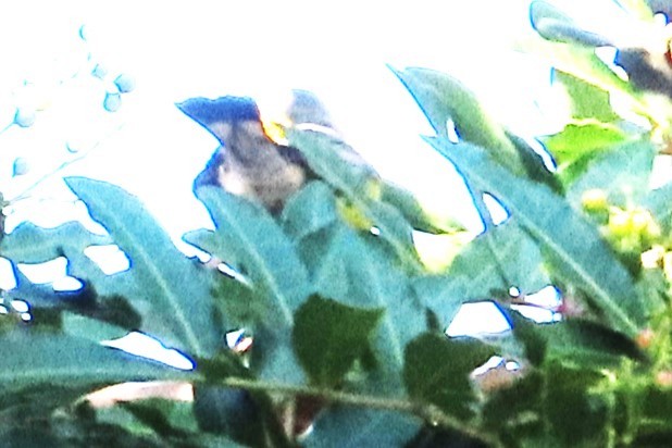 Magnolia Warbler - ML646146033