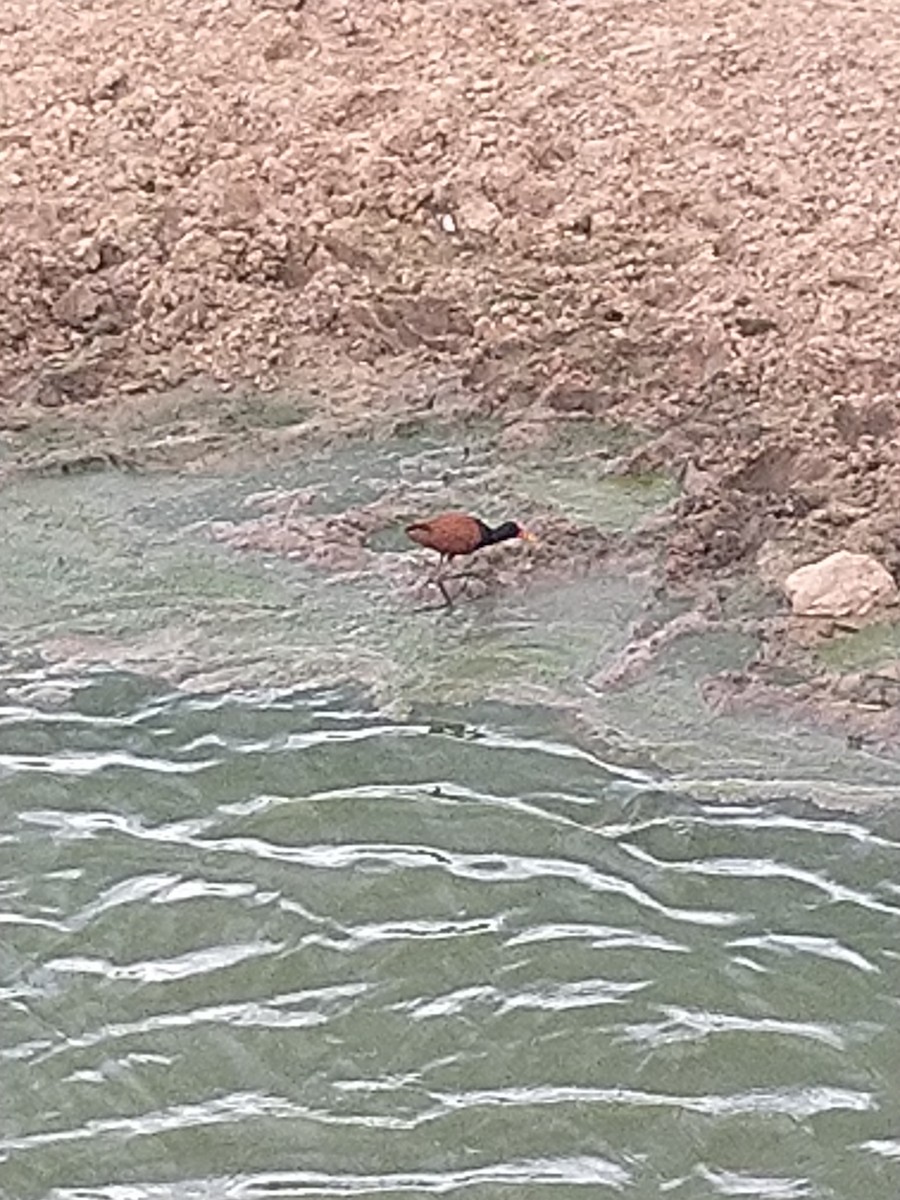 Wattled Jacana - ML646146034